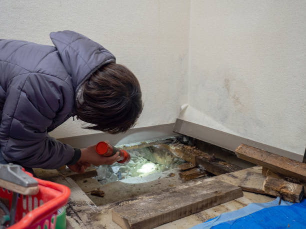Best Basement Mold Removal  in Campbellsville, KY