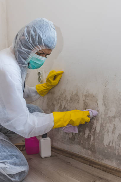 Best Residential Mold Inspection & Testing  in Campbellsville, KY