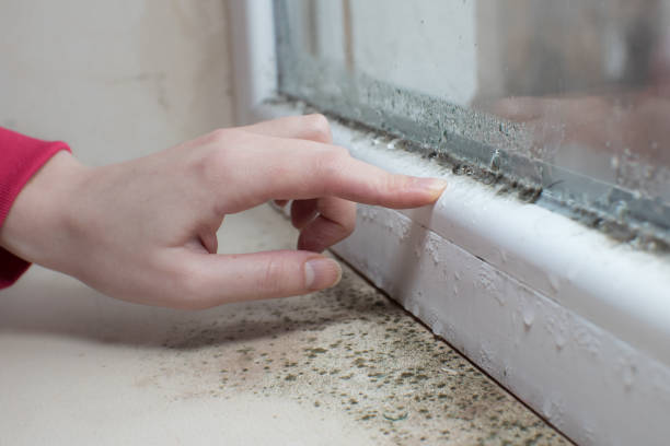 Best Environmental Consulting for Mold Prevention  in Campbellsville, KY