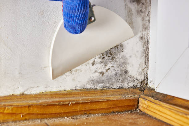Best Water Damage & Mold Remediation  in Campbellsville, KY